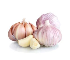 Garlic